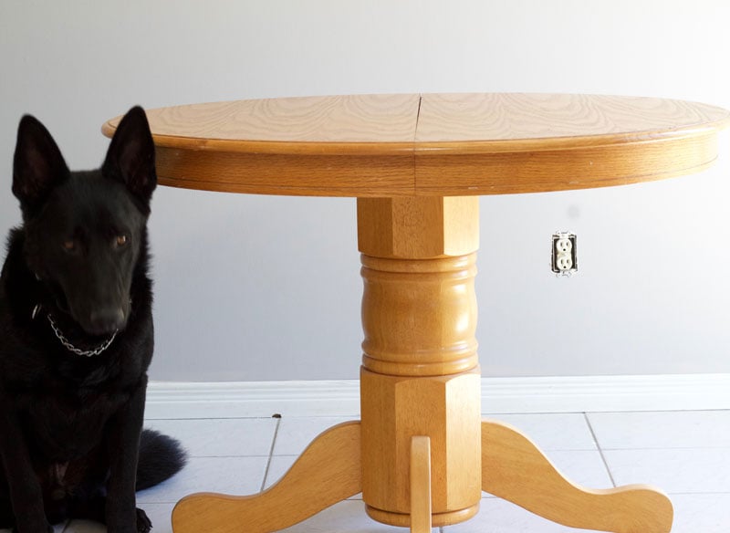 Pup presented next to the dining room table for scale!