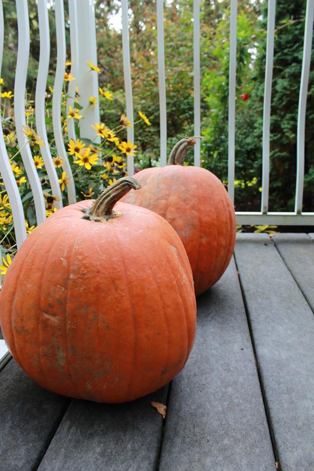 Orange pumpkins waiting on the porch, ready to carve with these cute pumpkin carving patterns and stencils. 