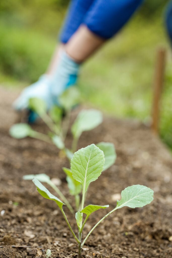 Closeup of young broccoli seedlings with gardener planting, plowing the seedlings in freshly ploughed garden beds in the background. Organic gardening, healthy food, self-supply and housework concept. || Genius Vegetable Gardening Tips for Beginners; Not sure how to start a vegetable garden? Then let these vegetable gardening tips guide you through how to plant, grow, and harvest vegetables.