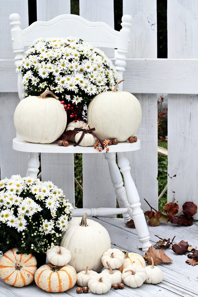 Beautiful white pumpkins and mums sitting on an old vintage chair on a porch in the autumn.- Budget Friendly Ways to Decorate Your Home for Fall in 2022; Looking for affordable fall decoration ideas? This list of fall decor ideas is for you!