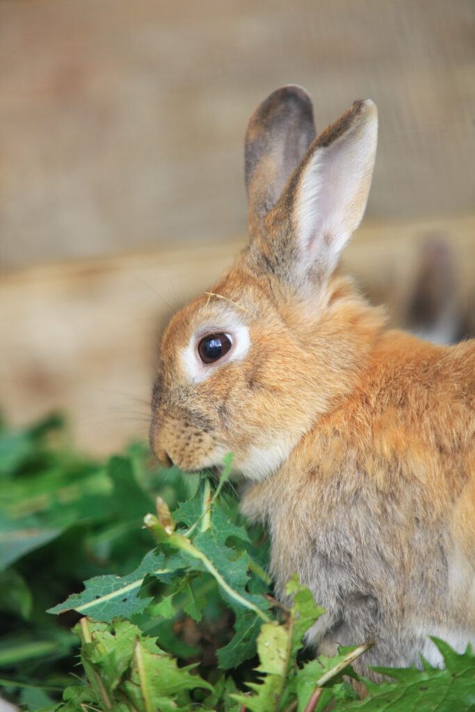 How to Keep Rabbits Out Of Your Vegetable Garden; Looking to keep rabbits out of vegetable gardens? Check out these tips to protect vegetable garden from bunnies!