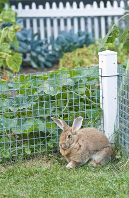 Rabbit Fence How to Keep Rabbits Out Of Your Vegetable Garden; Looking to keep rabbits out of vegetable gardens? Check out these tips to protect vegetable garden from bunnies!