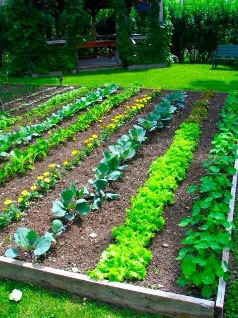 Genius Vegetable Gardening Tips for Beginners; Not sure how to start a vegetable garden? Then let these vegetable gardening tips guide you through how to plant, grow, and harvest vegetables.