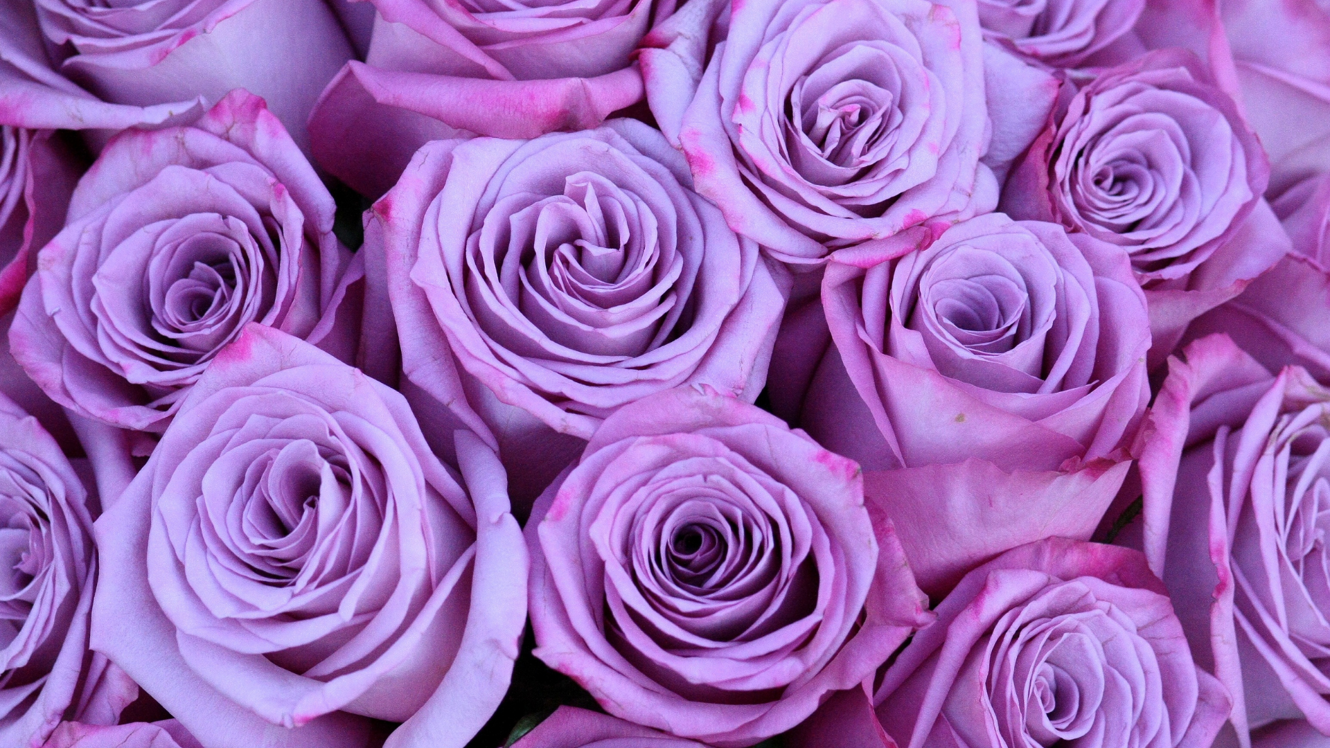 20 Cute Purple Aesthetic Wallpaper Desktop Backgrounds (FREE); Download this desktop wallpaper for free and enjoy this cute Aesthetic Purple Wallpaper!