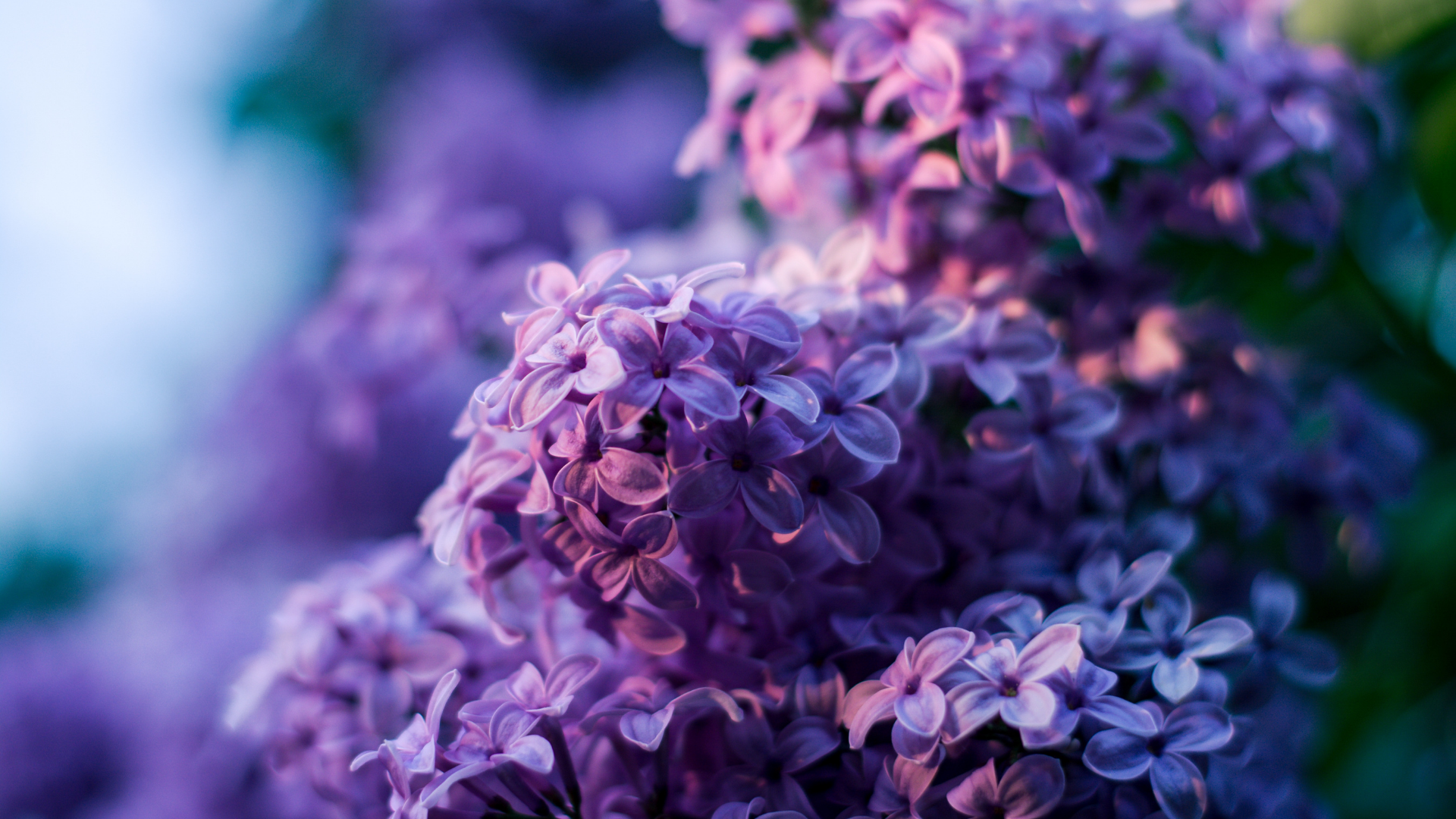 20 Cute Purple Aesthetic Wallpaper Desktop Backgrounds (FREE); Download this desktop wallpaper for free and enjoy this cute Aesthetic Purple Wallpaper!