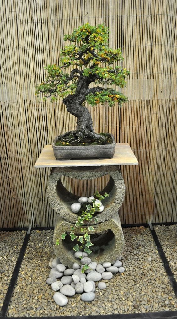 Bonsai - Ideas to create your own Japanese Garden; A Japanese garden is a beautiful addition to any yard or home. Here are tips to create your own!