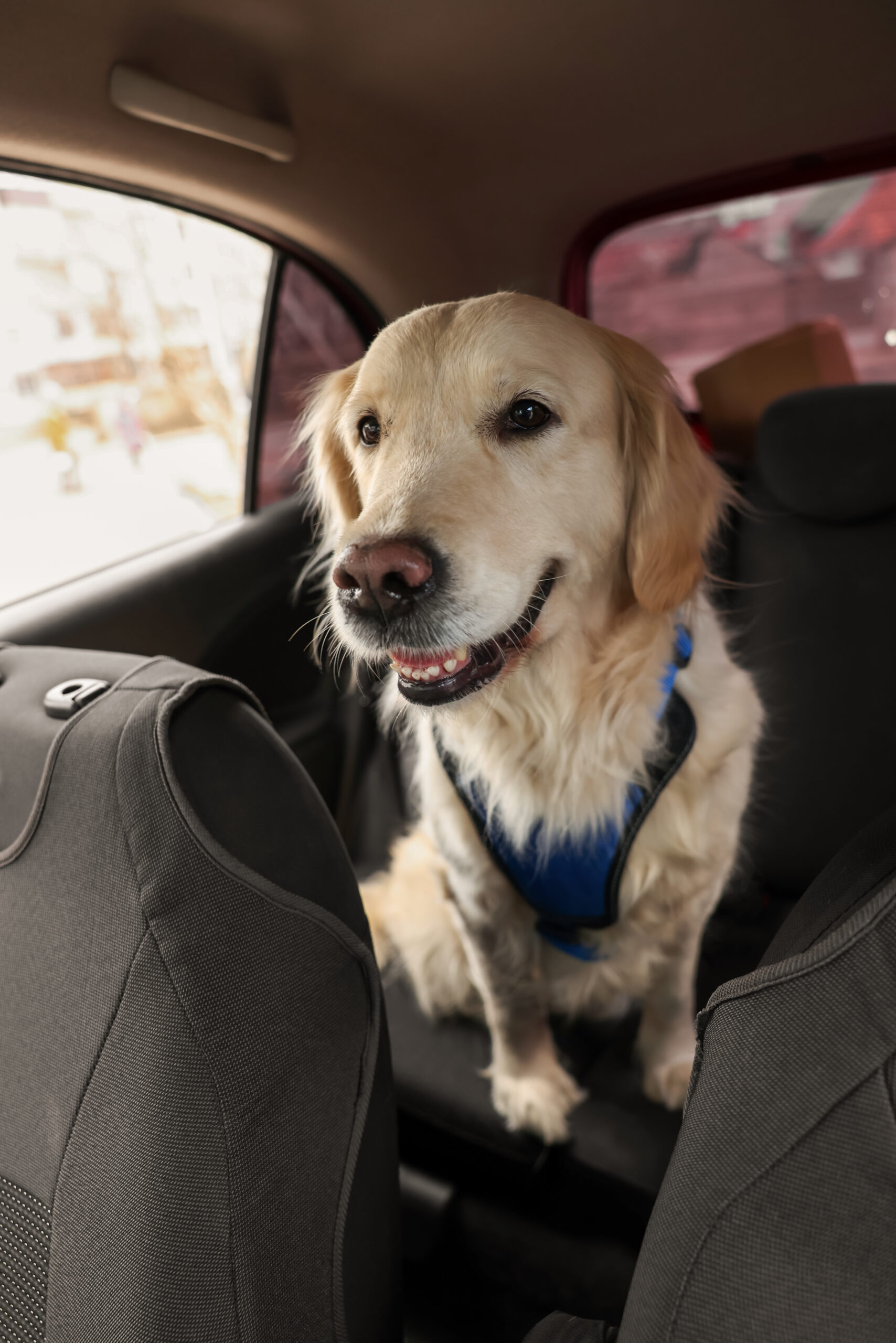 Tips for How to Calm Your Dog in the Car