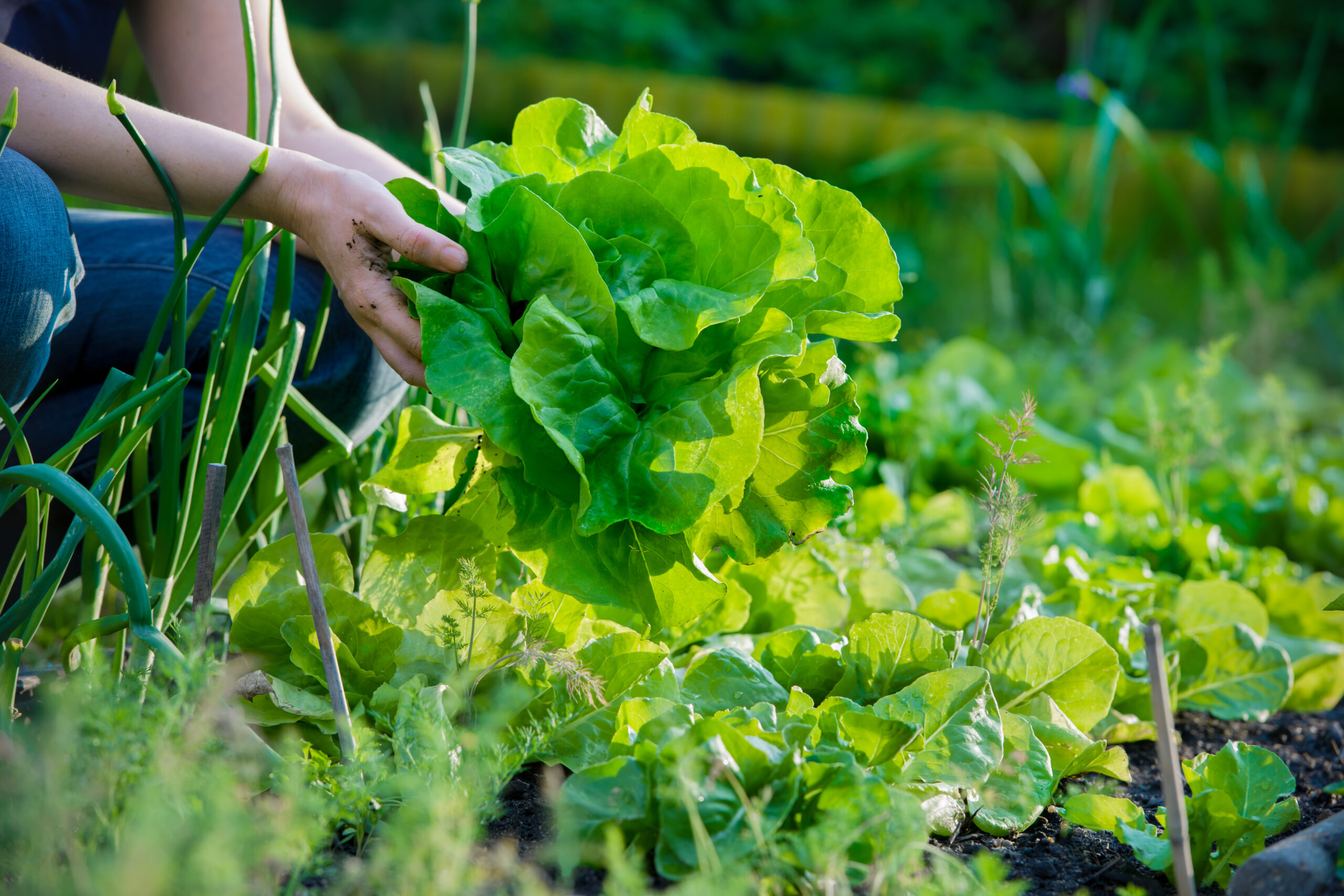 woman picking fresh lettuce from her garden - Want To Start Growing Your Own Food? The Best Plants To Start With