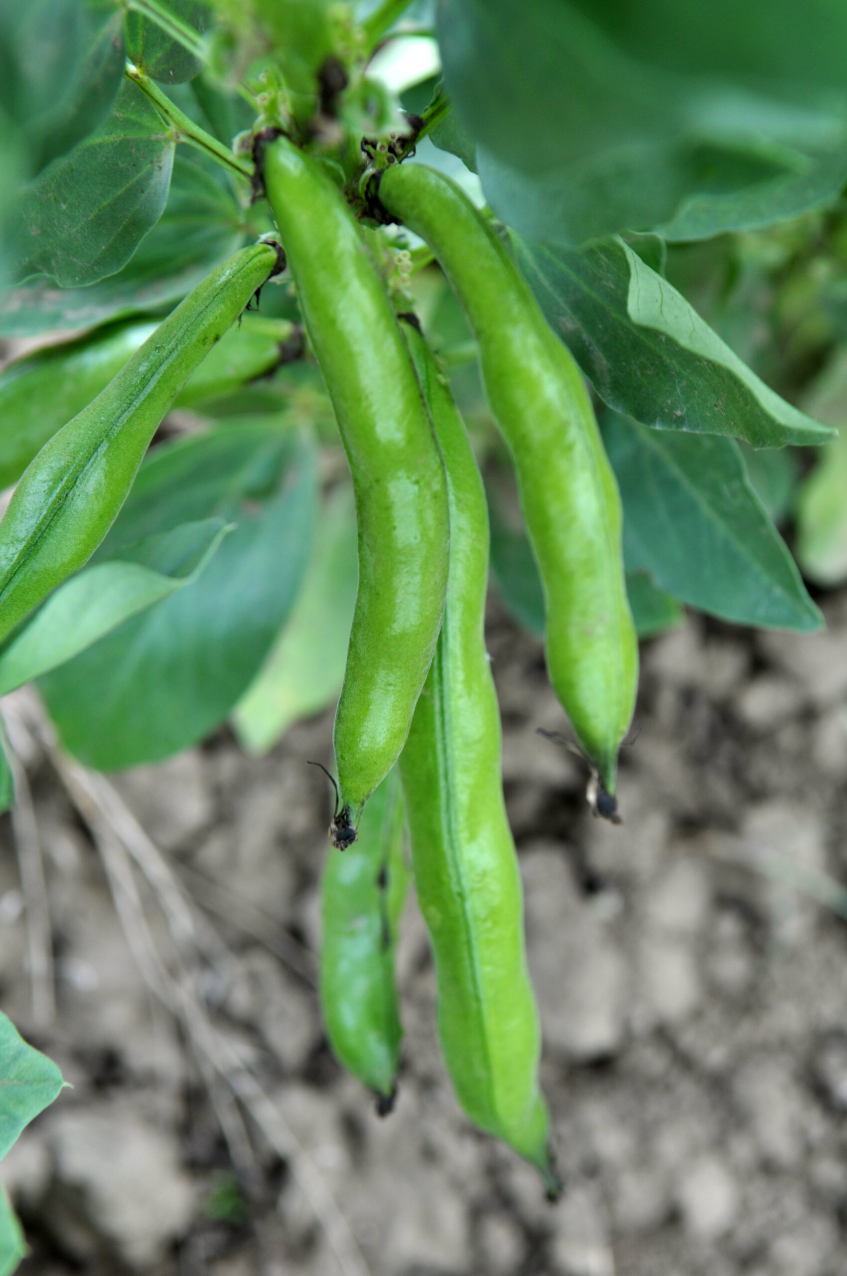 On the stem of the bean horse or ordinary (Vicia faba) ripen green pods - Want To Start Growing Your Own Food? The Best Plants To Start With