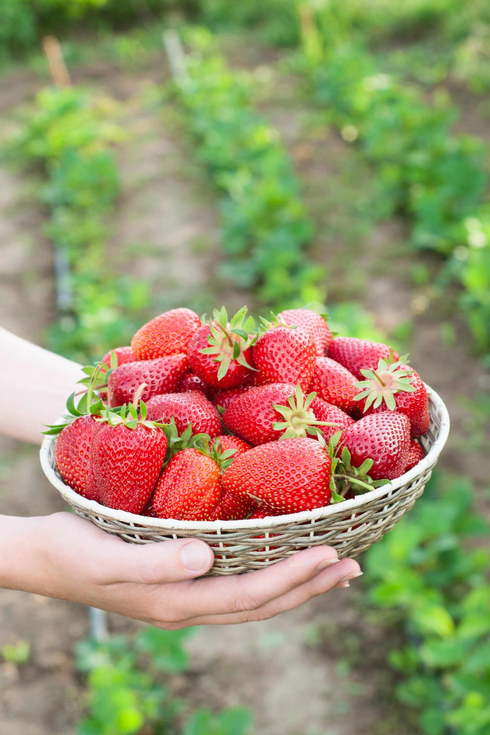 woman holding basket with strawberry - Want To Start Growing Your Own Food? The Best Plants To Start With