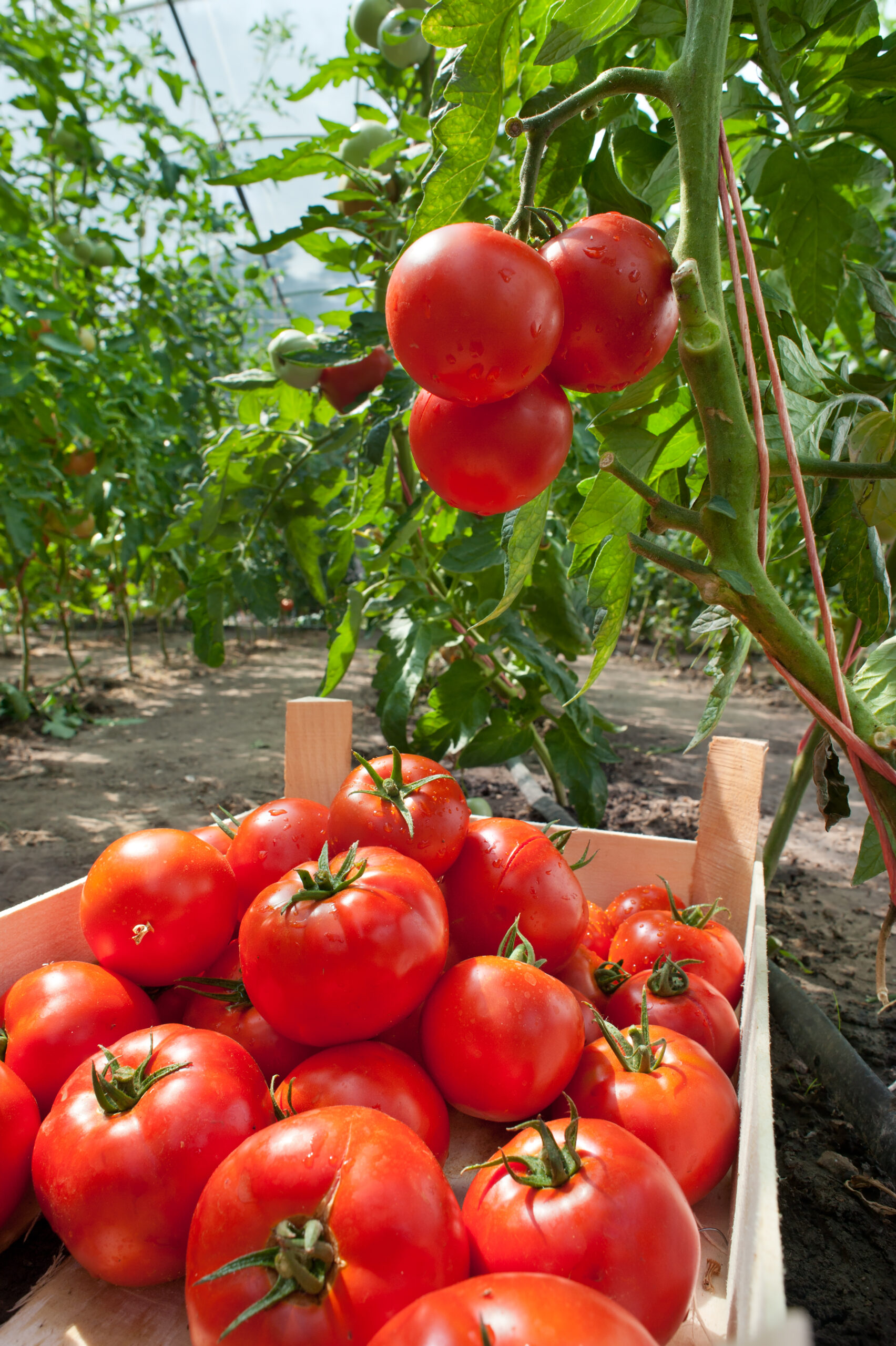 ripe tomatoes ready for picking - Want To Start Growing Your Own Food? The Best Plants To Start With