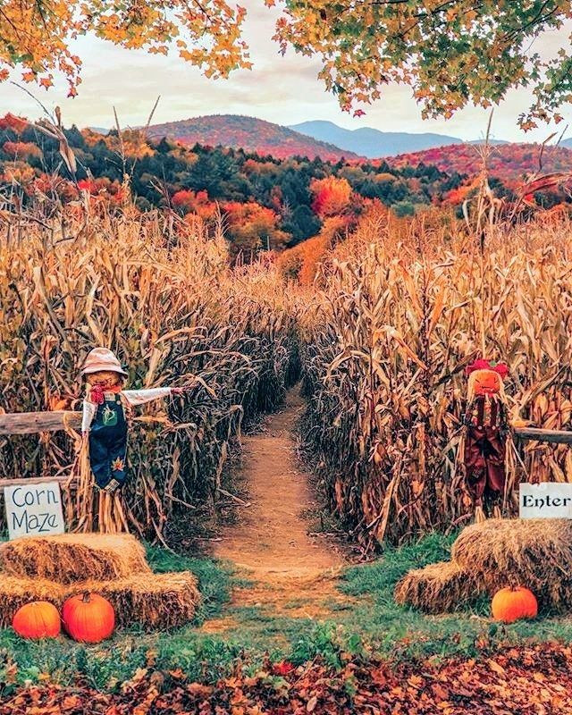 Corn Maze: Top 7 Fun-filled Activities To Enjoy This Fall; Get ready for a season of outdoor adventures and cozy indoor moments. Discover the top 7 fun-filled activities to make the most of this fall. From apple picking to corn mazes, there's something for everyone to enjoy. Don't miss out on the magic of autumn!