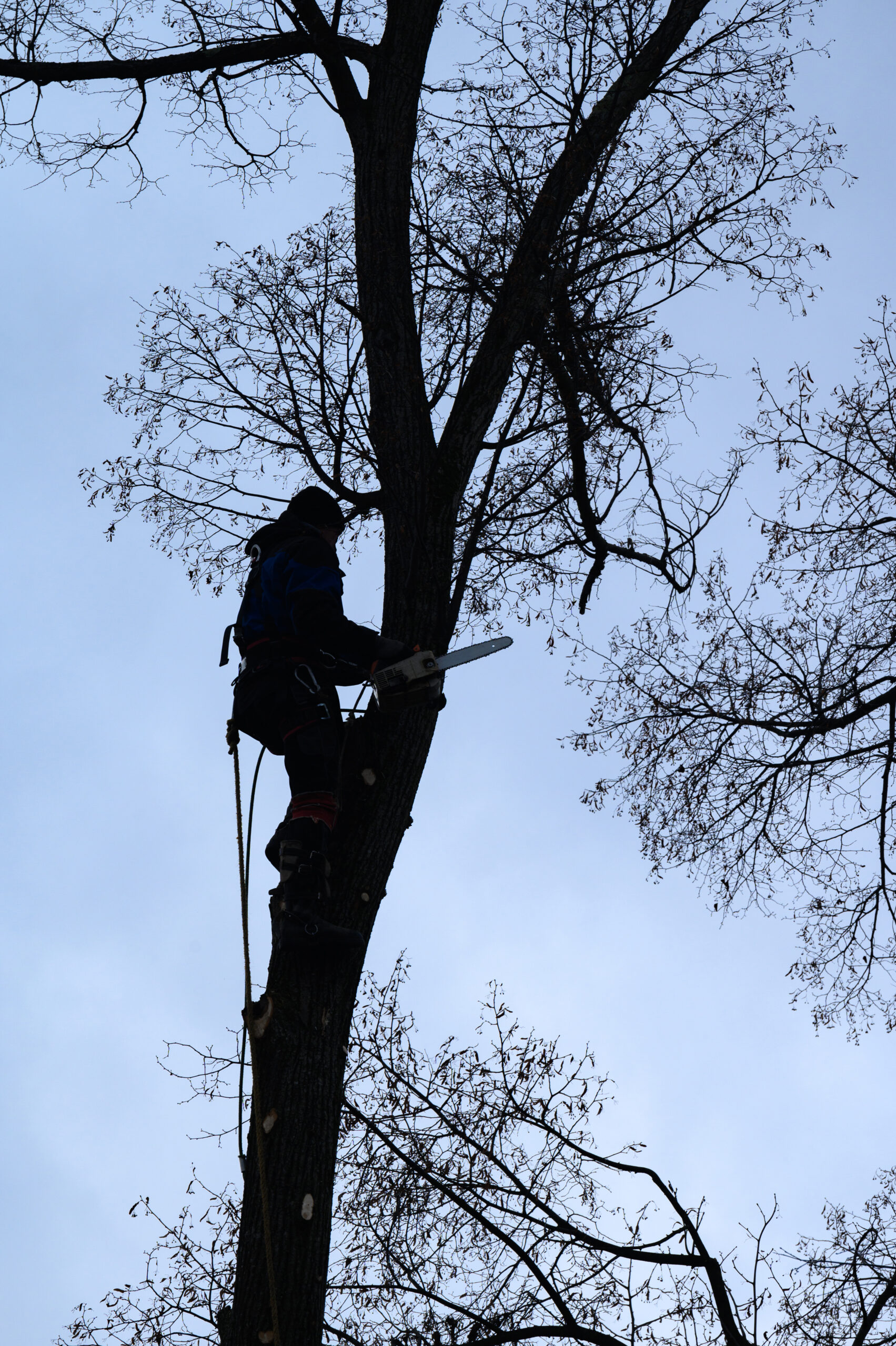 Explore our blog post 'Choose a Professional Tree Removal Service: When and Why' to uncover reasons for needing tree removal, optimal timing, and the importance of professional services. Learn how to maintain the safety and aesthetics of your property.
