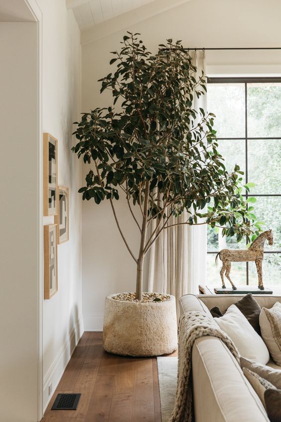 Jump into my practical guide to indoor plants. Discover how to select, care for, and create a thriving indoor garden. Boost your indoor aesthetics while enjoying nature's air purifiers. Green thumb or not, this guide is for you.