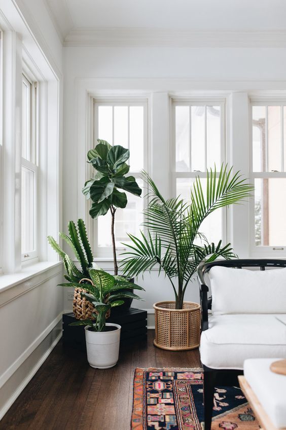 çJump into my practical guide to indoor plants. Discover how to select, care for, and create a thriving indoor garden. Boost your indoor aesthetics while enjoying nature's air purifiers. Green thumb or not, this guide is for you.