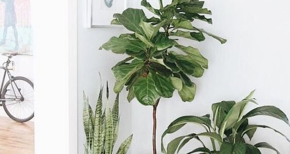 Jump into my practical guide to indoor plants. Discover how to select, care for, and create a thriving indoor garden. Boost your indoor aesthetics while enjoying nature's air purifiers. Green thumb or not, this guide is for you.
