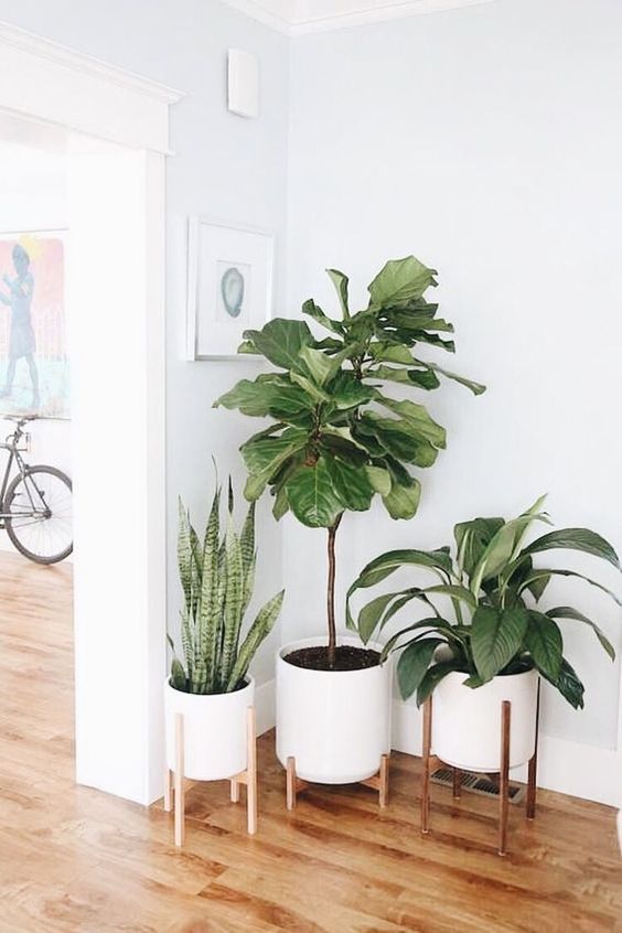 Jump into my practical guide to indoor plants. Discover how to select, care for, and create a thriving indoor garden. Boost your indoor aesthetics while enjoying nature's air purifiers. Green thumb or not, this guide is for you.