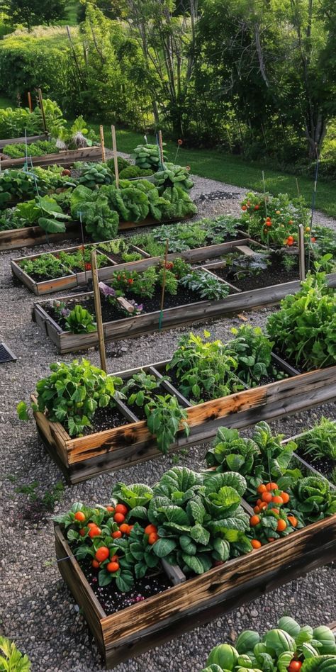 Discover transformative homestead garden ideas that optimize your space and enhance your outdoor oasis. Whether you're a beginner or a seasoned gardener, find inspiration and practical tips to create a sustainable, beautiful, and functional garden.