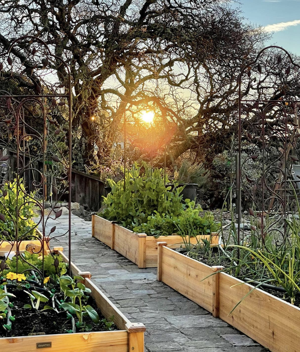 Discover transformative homestead garden ideas that optimize your space and enhance your outdoor oasis. Whether you're a beginner or a seasoned gardener, find inspiration and practical tips to create a sustainable, beautiful, and functional garden.