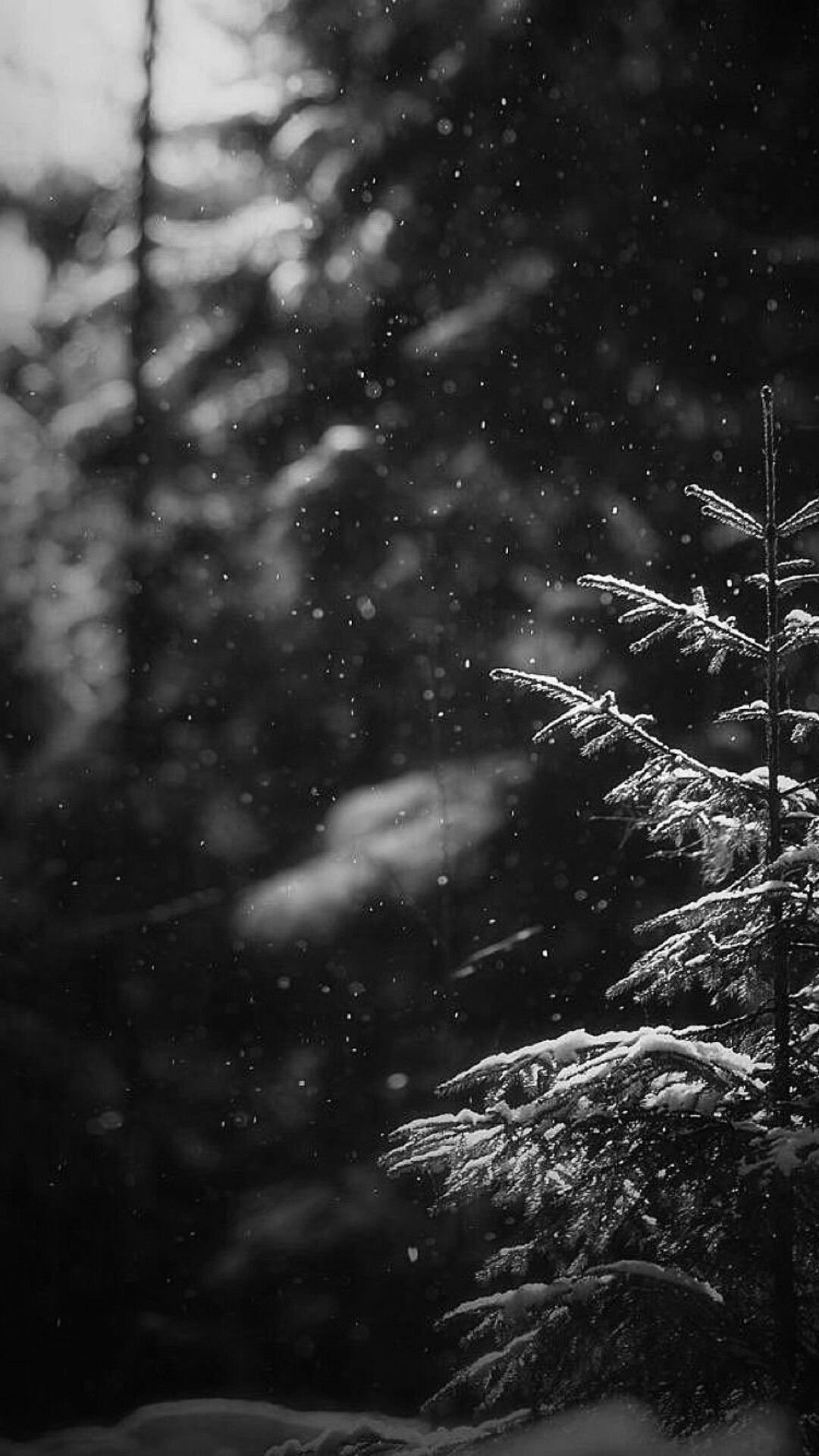 A minimalist moody winter iPhone wallpaper in black and white with falling snow over a snowy pine branch.