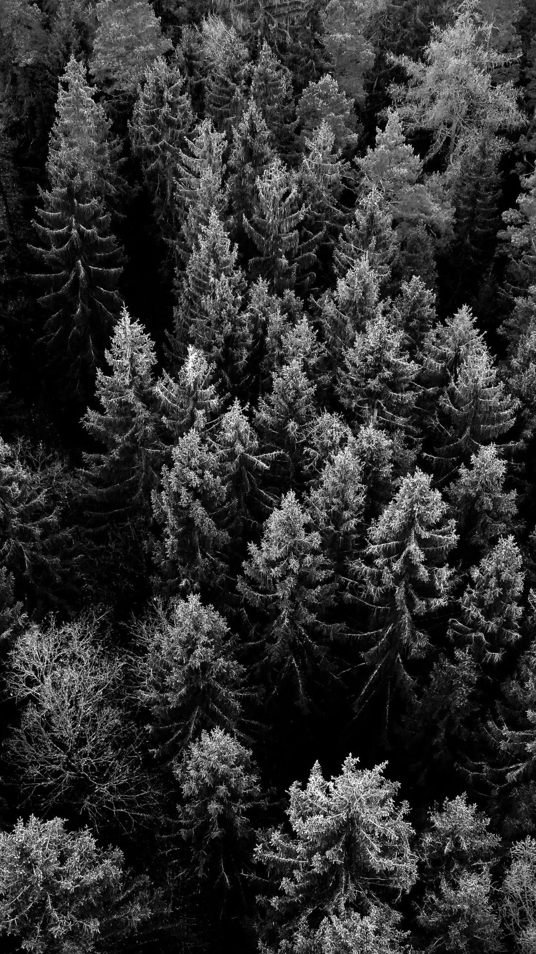 A moody black and white iPhone wallpaper of a dense forest of frosted winter trees.