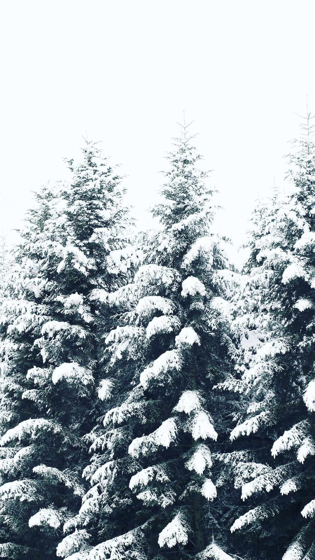 Minimalist iPhone wallpaper with snow-covered pine trees in winter forest
