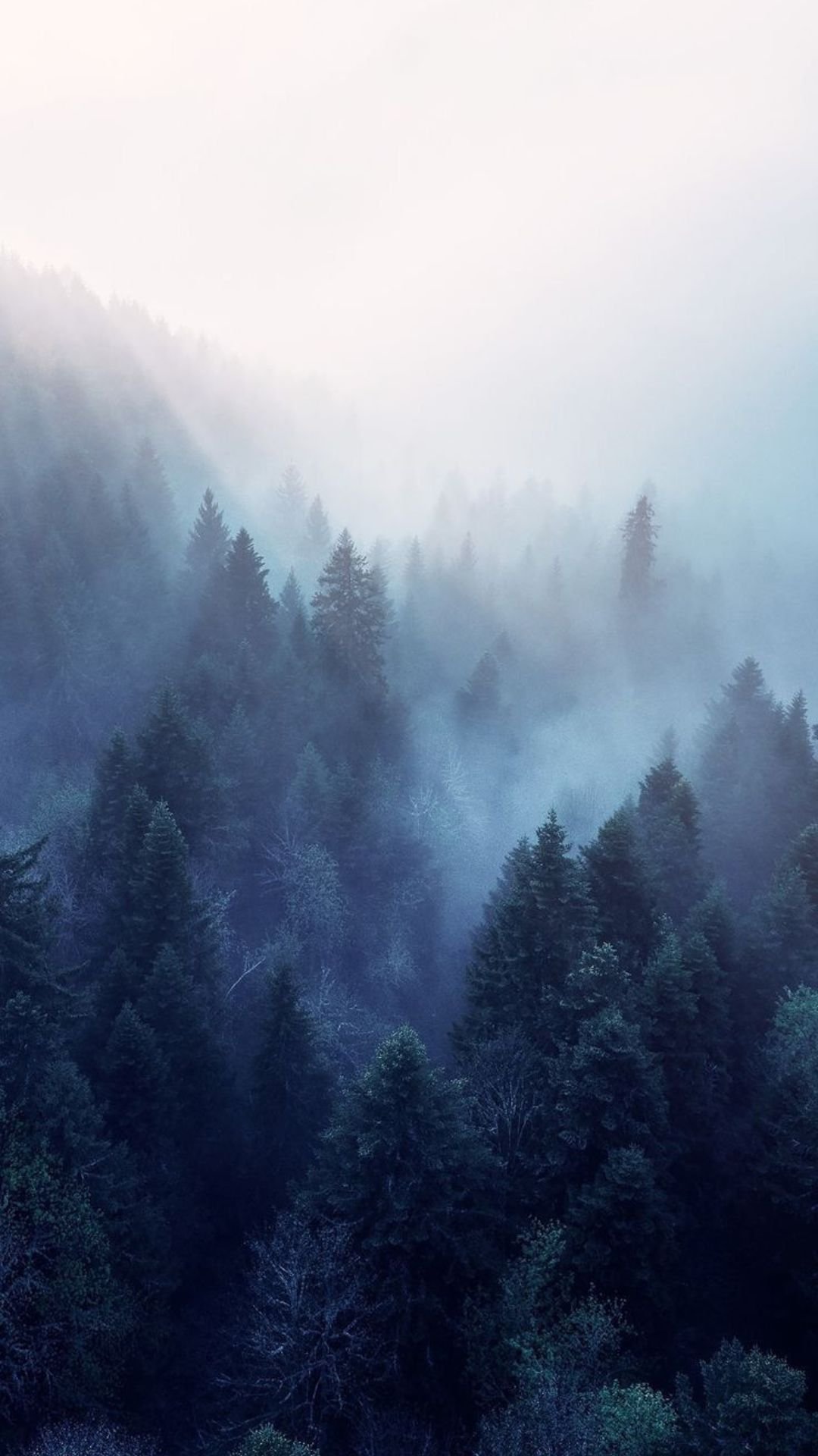A moody winter wallpaper for iPhone with mist covering a dense pine forest, creating a dreamy, mysterious atmosphere.