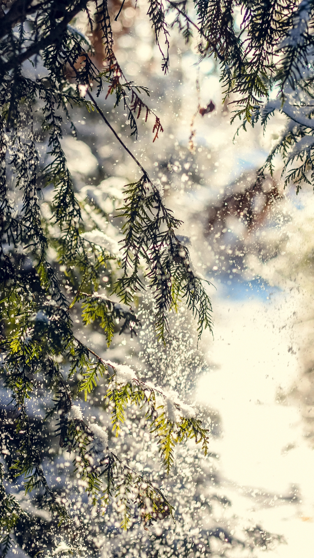 Snow falling gently on evergreen branches with sunlight shining through, a bright and natural winter iPhone wallpaper.