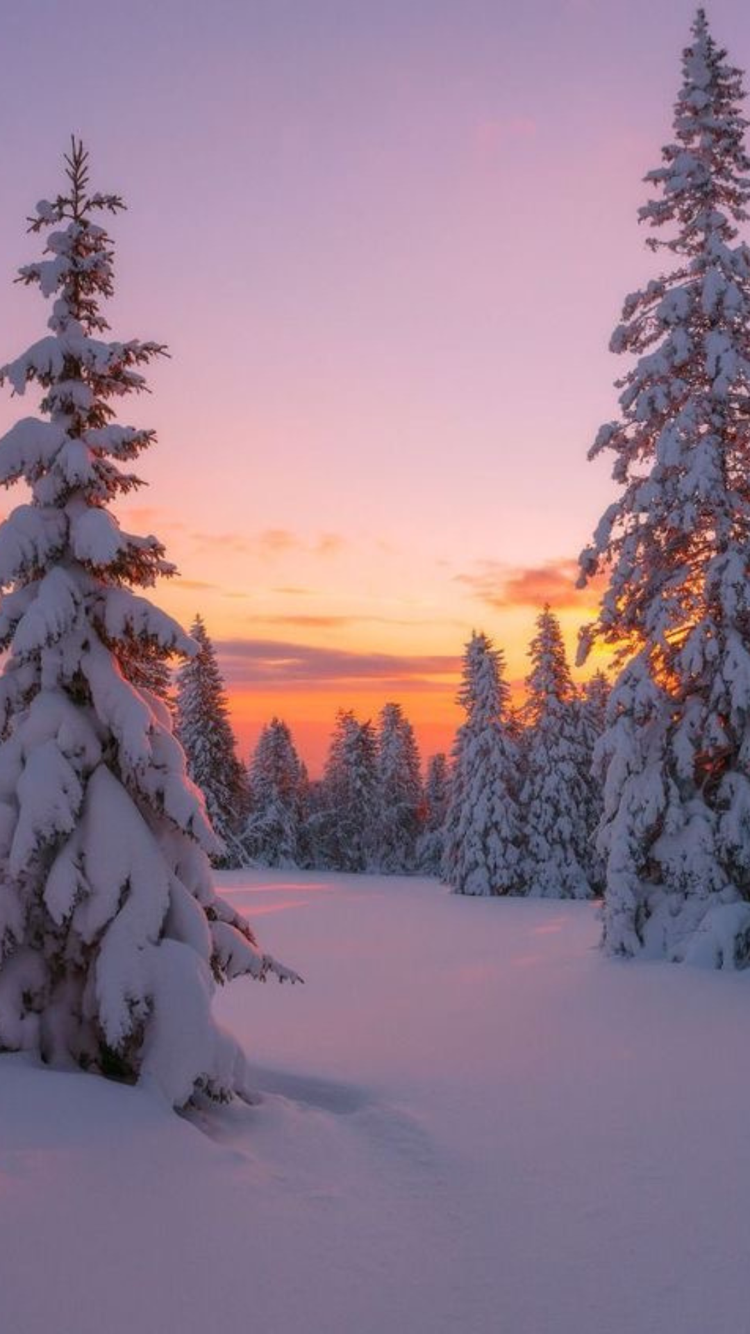 Snow-covered pine trees glowing in the colors of a pink and orange winter sunset, a dreamy winter iPhone wallpaper.