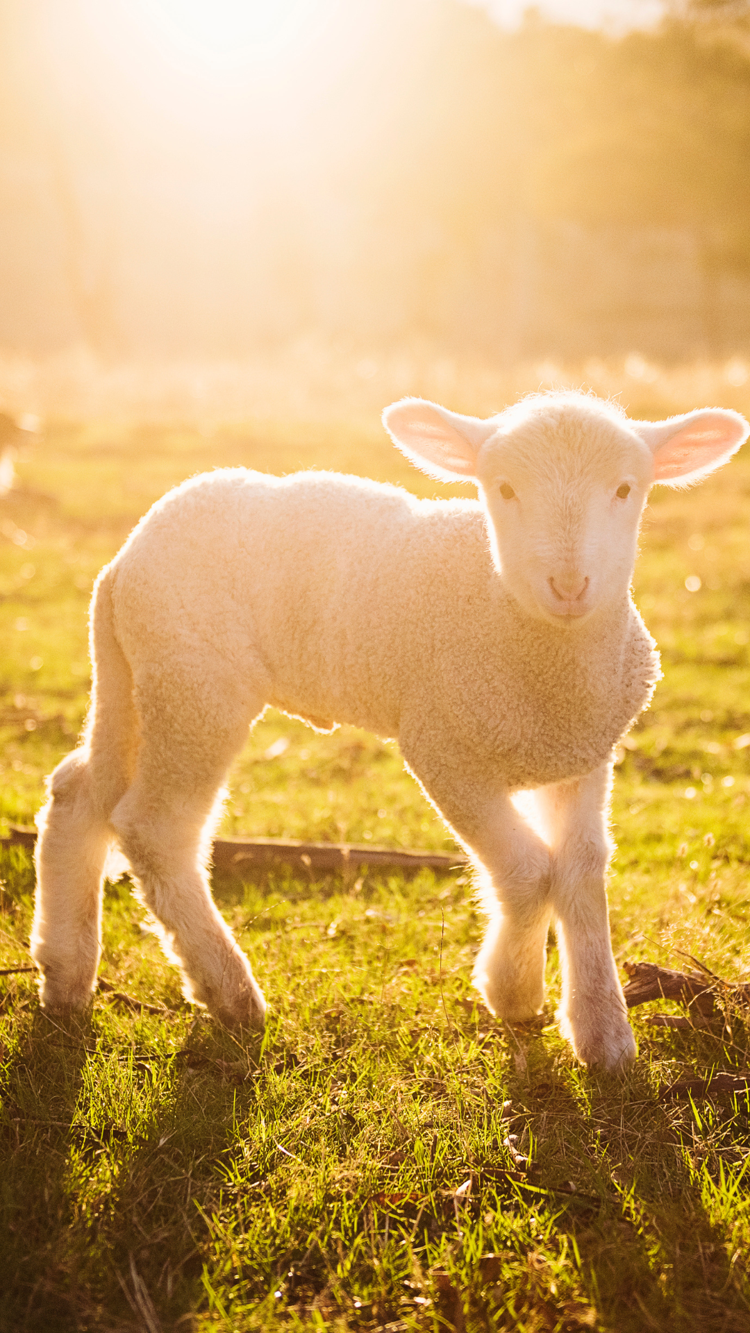 Cute spring iPhone wallpaper of a baby lamb standing in a sunlit spring meadow at golden hour.