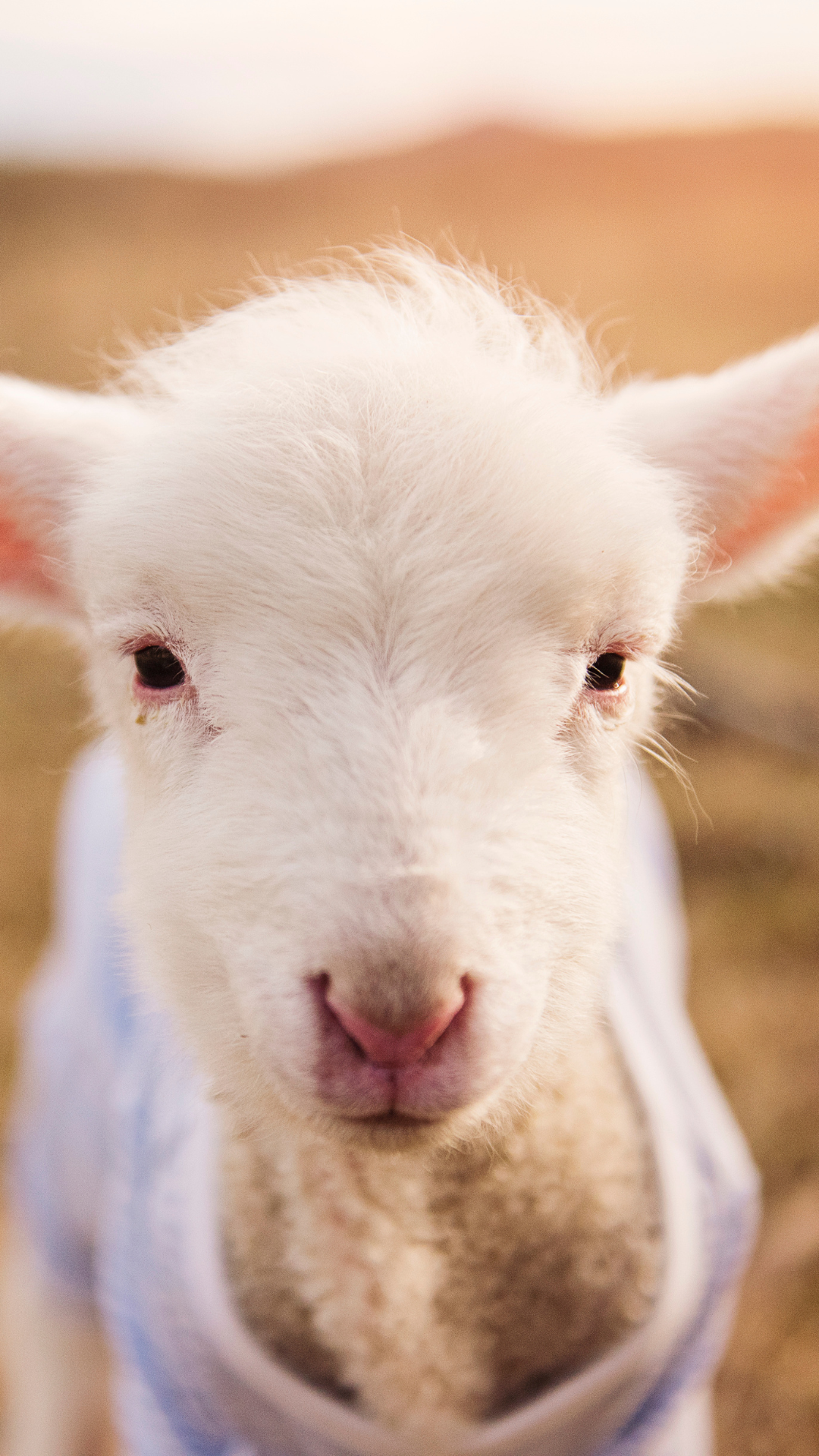 Cute spring iPhone wallpaper of a baby lamb in soft golden spring light.