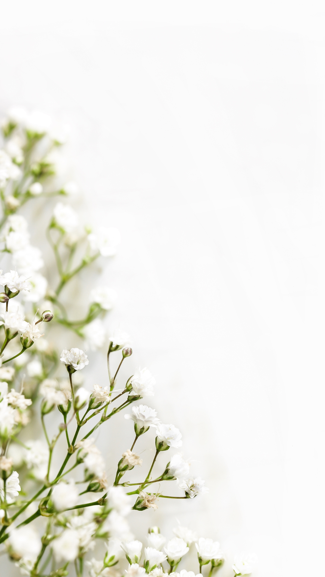 Minimalist spring iPhone wallpaper with delicate white baby's breath flowers against a bright clean background.