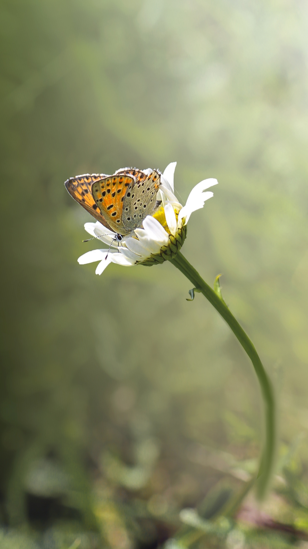Minimalist spring iPhone wallpaper featuring a butterfly resting on a white daisy with a soft blurred background.