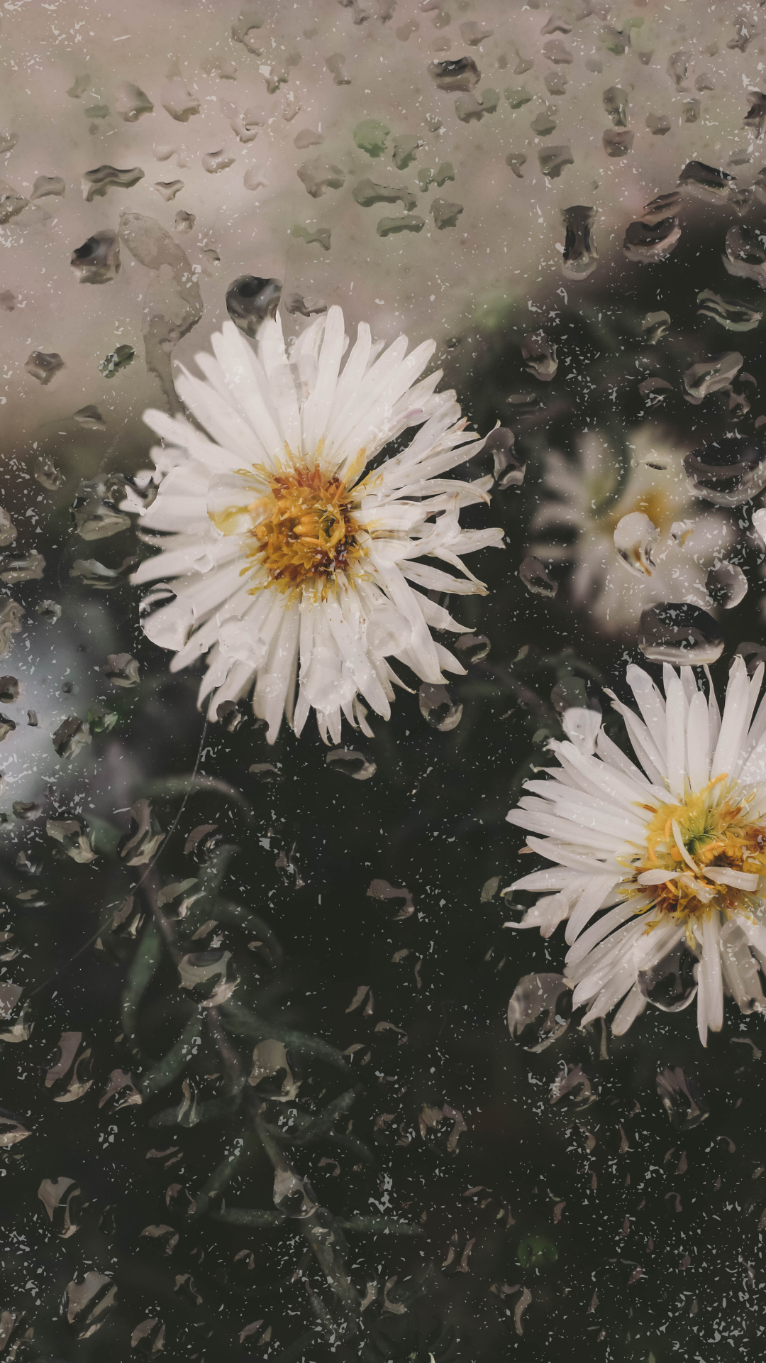 Moody spring iPhone wallpaper showing white daisies behind a rain-covered window with soft, blurred greenery.