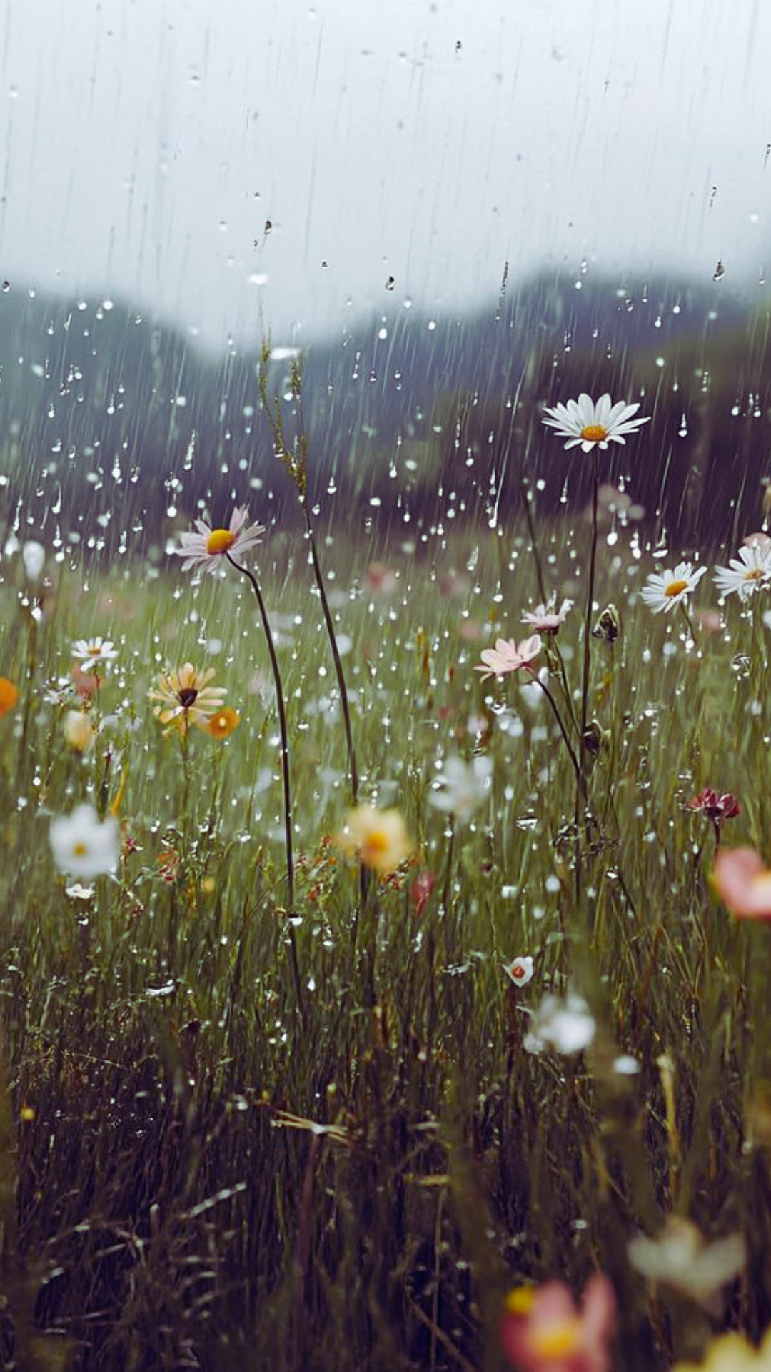 Moody spring iPhone wallpaper featuring delicate wildflowers covered in raindrops in a soft, misty meadow.