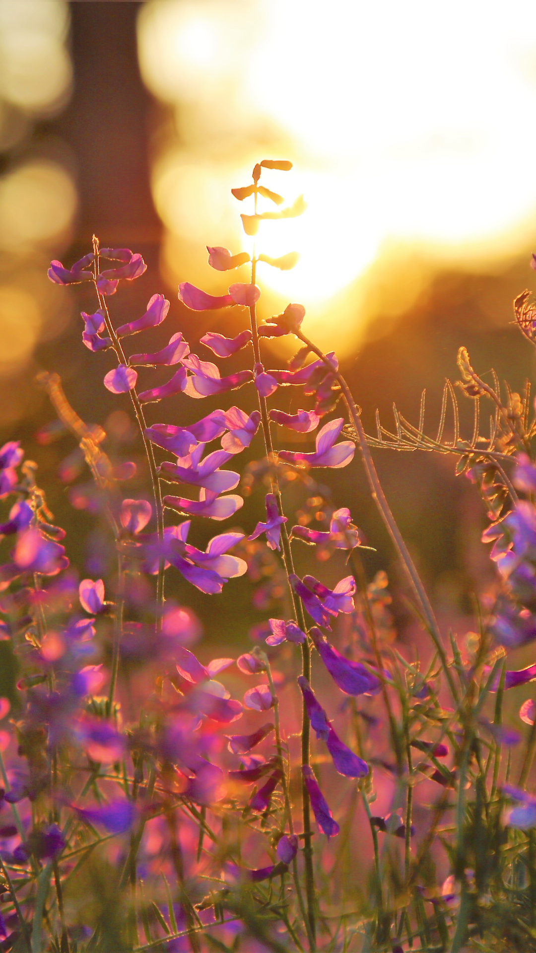 Purple wildflowers spring iPhone wallpaper with glowing sunset light and dreamy floral scenery.