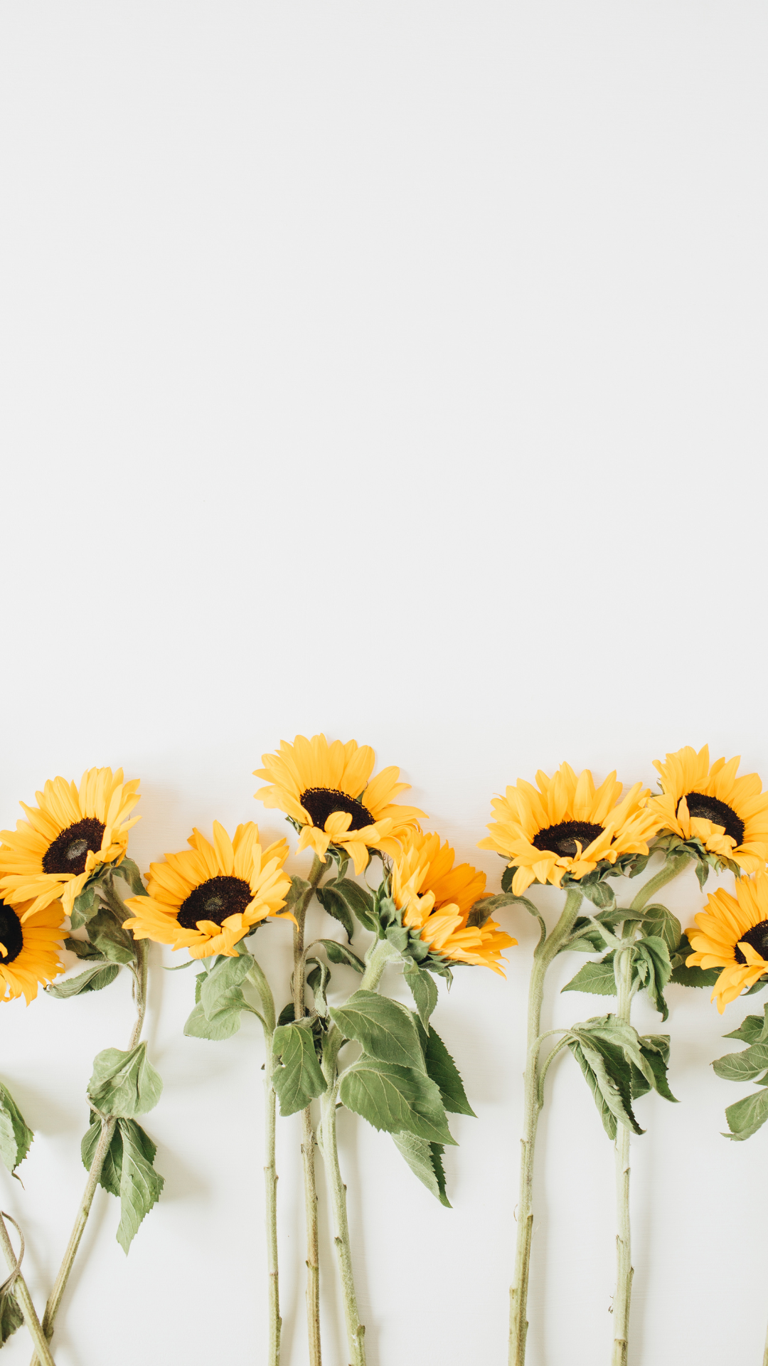 Bright sunflower spring iPhone wallpaper on a clean white background for a cheerful floral look.