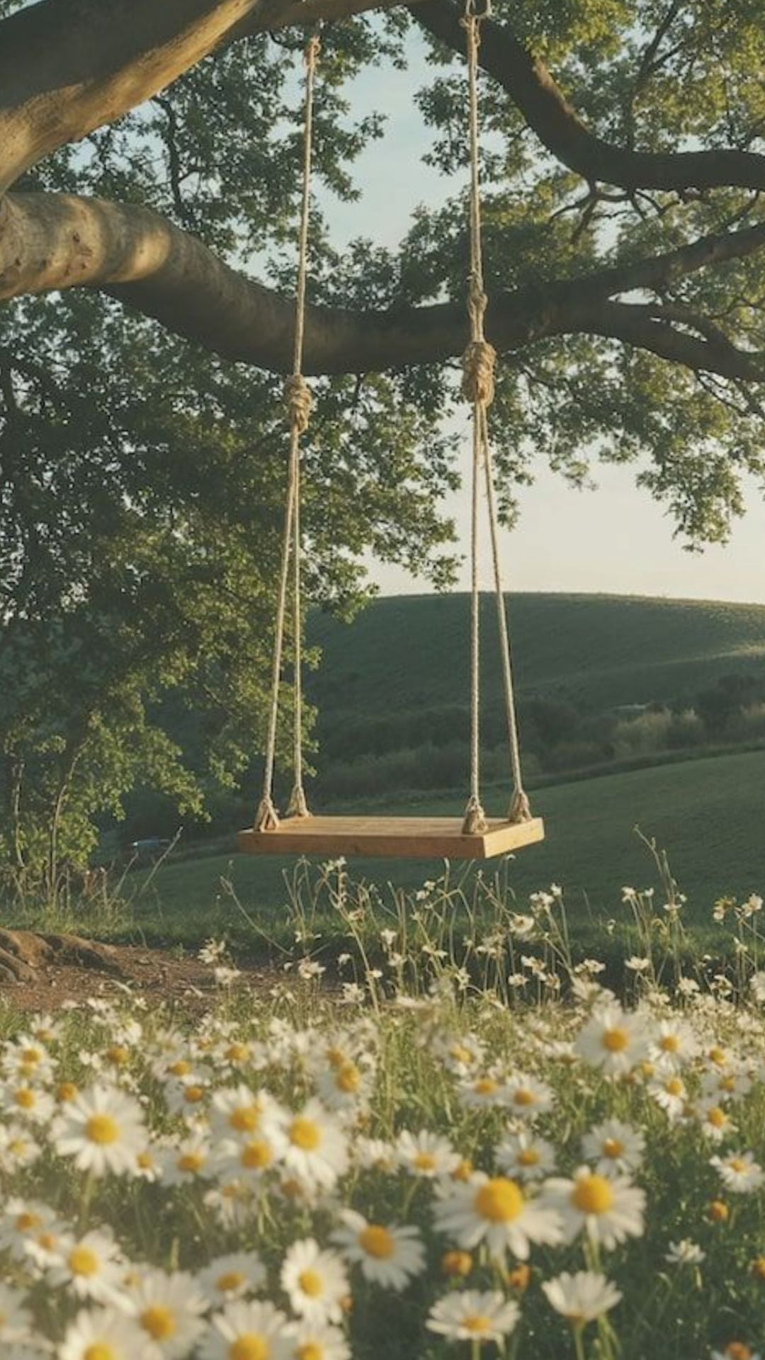 Floral summer iPhone wallpaper with white daisies, wooden tree swing, sunny meadow, and cozy countryside summer aesthetic