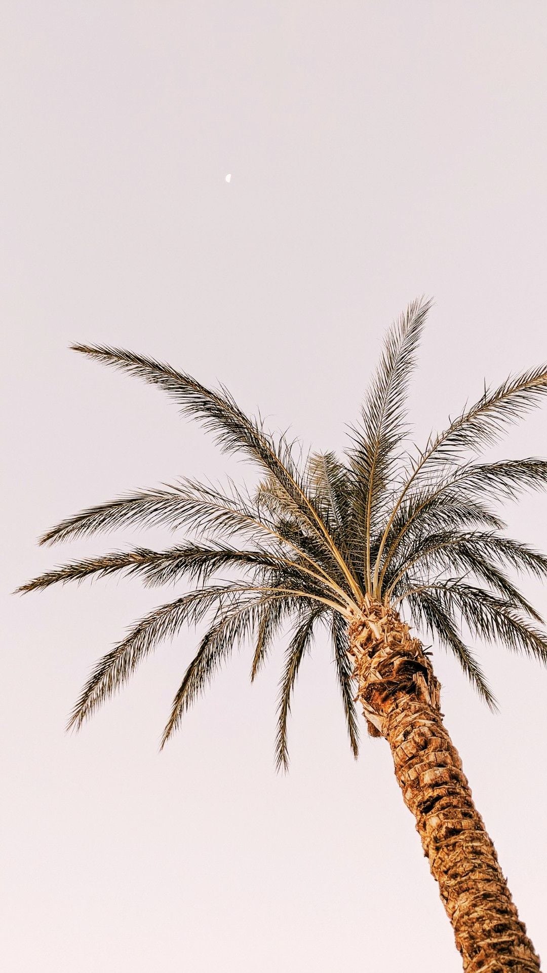 Minimalist summer iPhone wallpaper with a single palm tree against a soft blush sky
