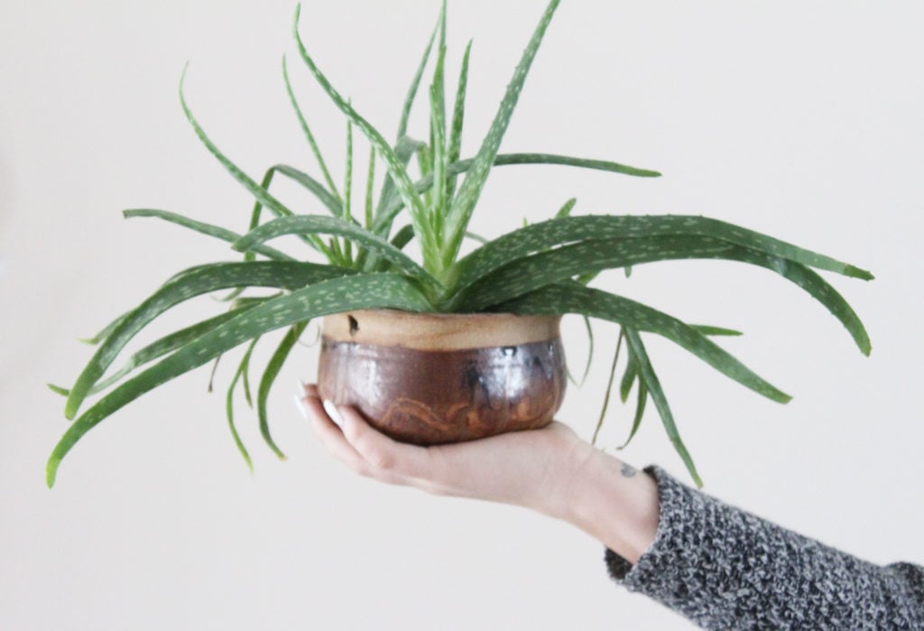 How to keep your indoor plants alive; tips and tricks to help keep the greenery in your house thriving!
