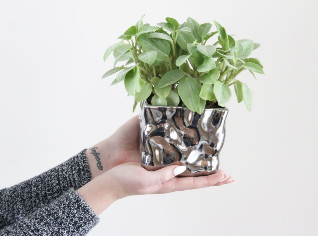 How to keep your indoor plants alive; tips and tricks to help keep the greenery in your house thriving! - www.nikkisplate.com