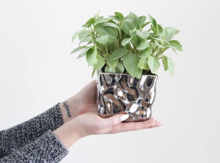 How To Keep Your Indoor Plants Alive Nikki's Plate