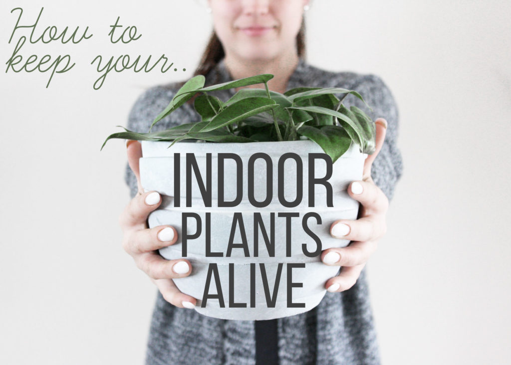 How to keep your indoor plants alive; tips and tricks to help keep the greenery in your house thriving! - www.nikkisplate.com