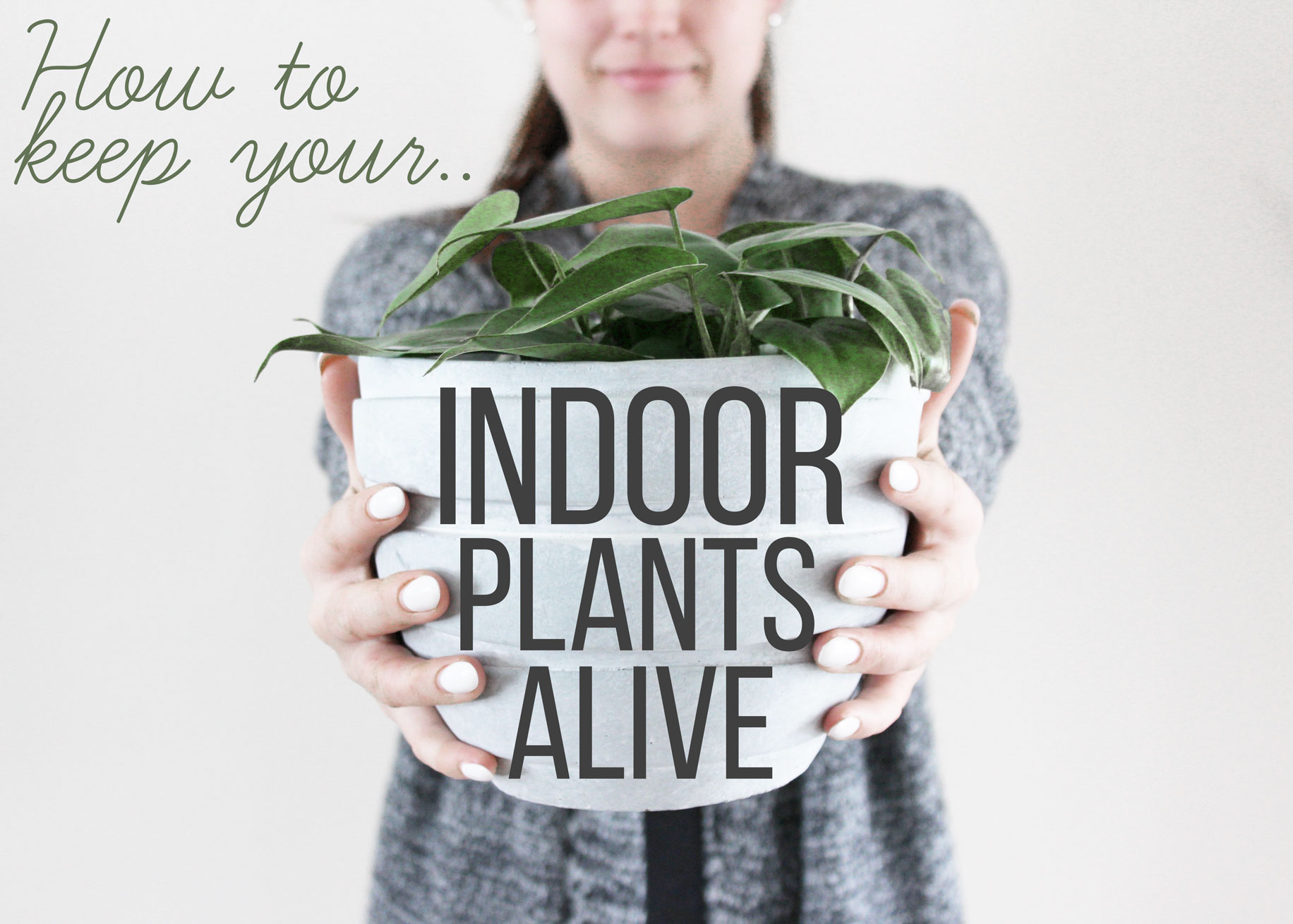 How To Keep Your Indoor Plants Alive Nikki's Plate