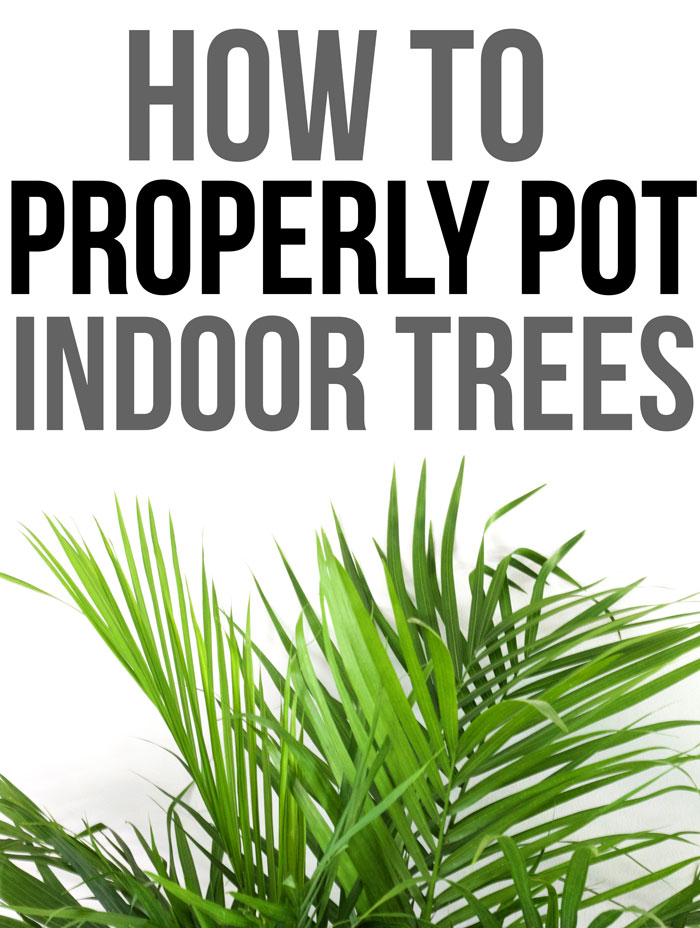 How to Properly Pot Indoor Trees - www.nikkisplate.com