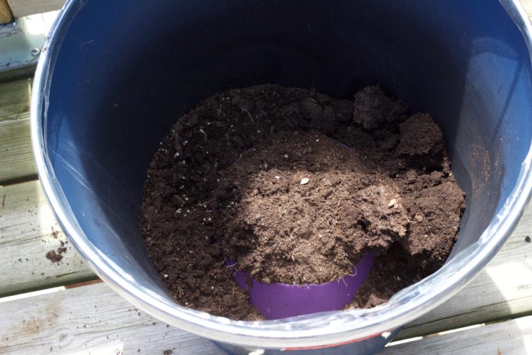 How To Properly Pot an Indoor Tree with Steps Nikki's Plate Blog