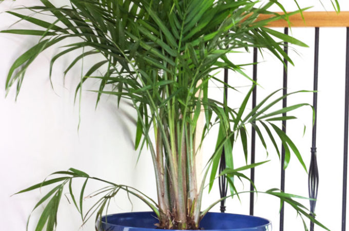 How to Properly Pot Indoor Trees - www.nikkisplate.com