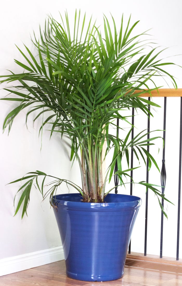 How to Properly Pot Indoor Trees - www.nikkisplate.com