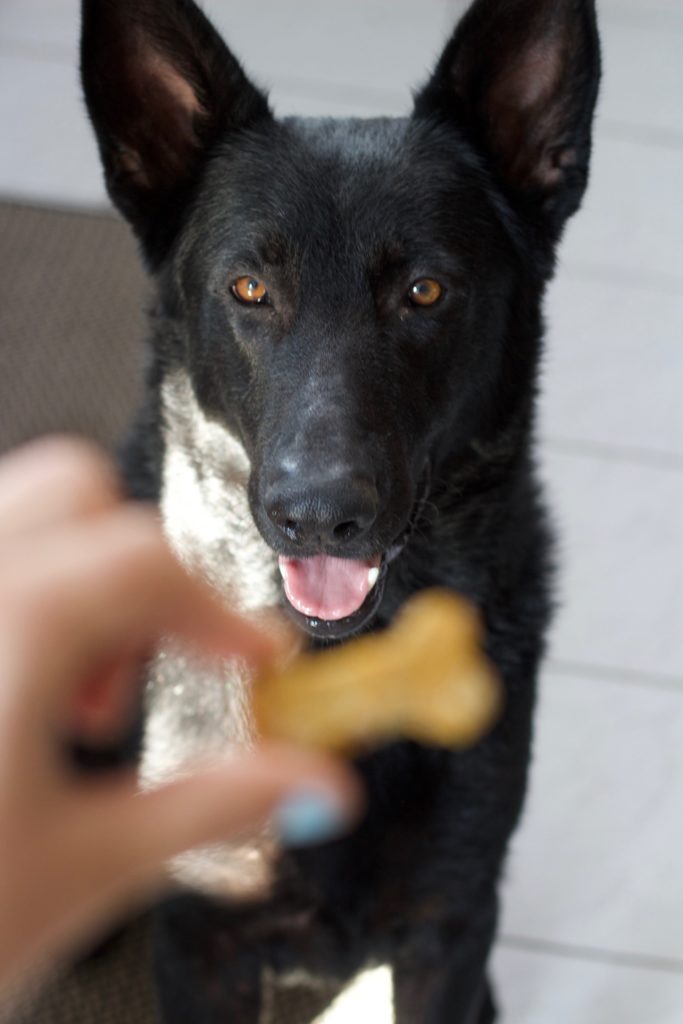 These homemade peanut butter and pumpkin dog treats are safe and healthy for your pups to enjoy