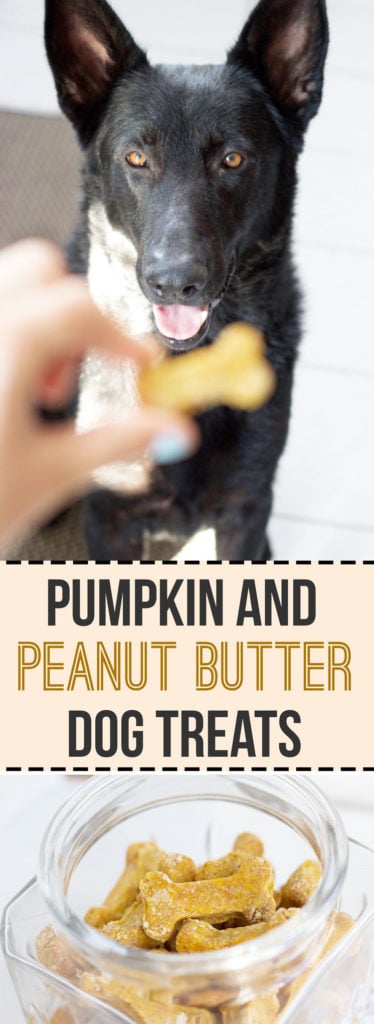 How to make homemade peanut butter and pumpkin dog treat! Safe and healthy treats for your furry best friend